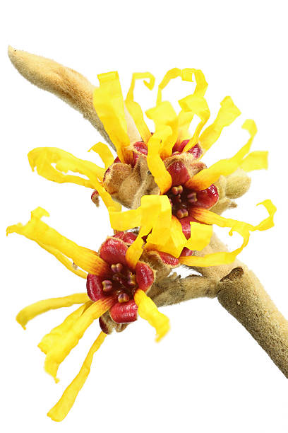 魔女ヘイゼル（hamamelis virginiana )白で分離 - virginiana ストックフォトと画像