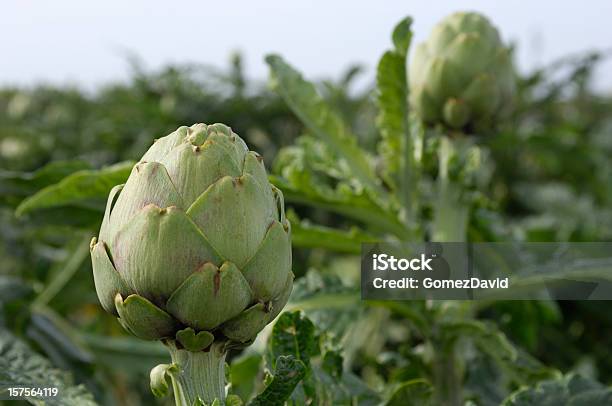 Close Up Of Ripening Artichokes 地球成長の田舎の農家に - アザミのストックフォトや画像を多数ご用意 - アザミ, アメリカ合衆国, アーティチョーク