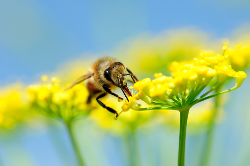 A Macro Shot of a Bee on a Group of Yellow Flowers