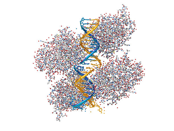 istock Model of a Tumor-Suppressing Protein Binding to DNA 157564324