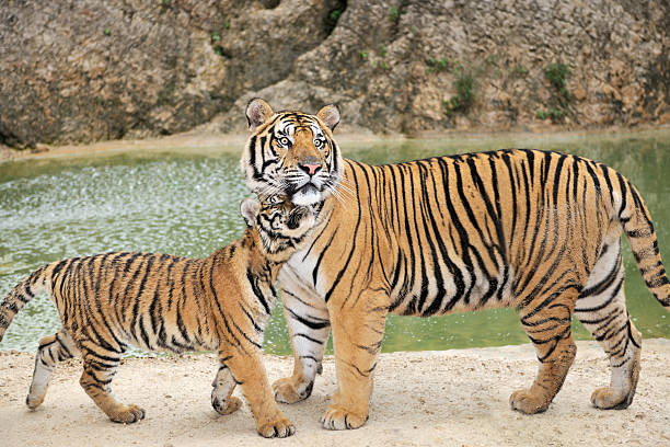 Full grown Bengal Tiger watching over his Cub  cub photos stock pictures, royalty-free photos & images