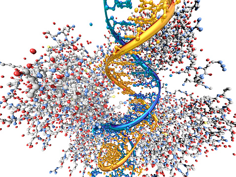 A model of molecules of protein p53 binding to a strand of DNA. The majority of human cancers involve mutations which make this protein inactive.