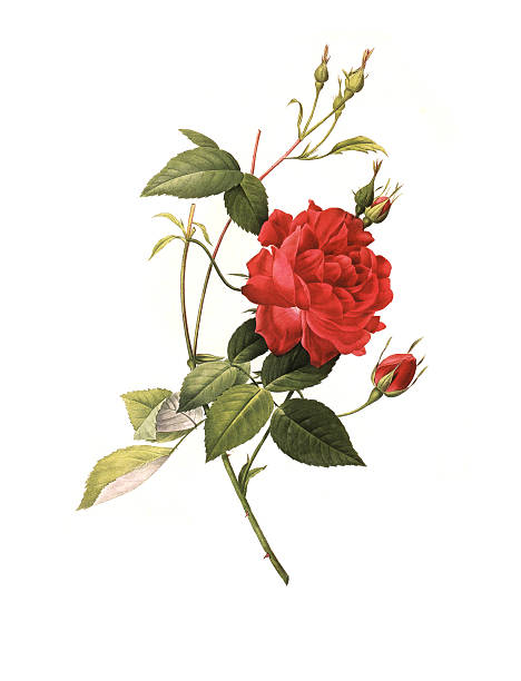 stockillustraties, clipart, cartoons en iconen met xxxl resolution rose | antique flower illustrations - roos