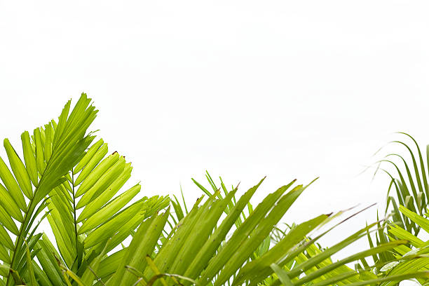 Tropical Background stock photo
