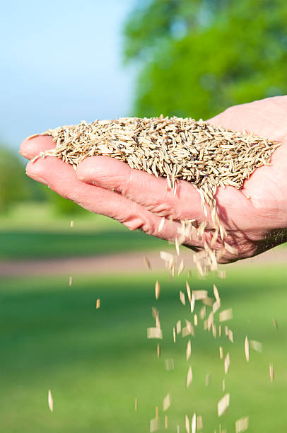 spadające trawa nasion - falling vertical green grass zdjęcia i obrazy z banku zdjęć