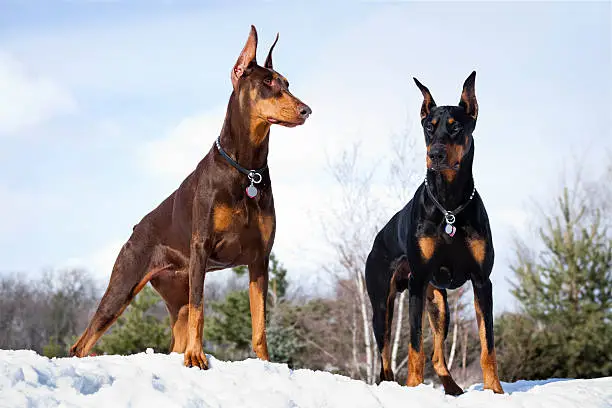 Doberman Pinscher Dogs Outdoors in Winter Snow; Strong Intelligent, Alert.