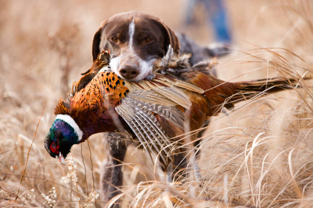 alemán de pelo corto pájaro perro con faisán. - pheasant hunting feather game shooting fotografías e imágenes de stock