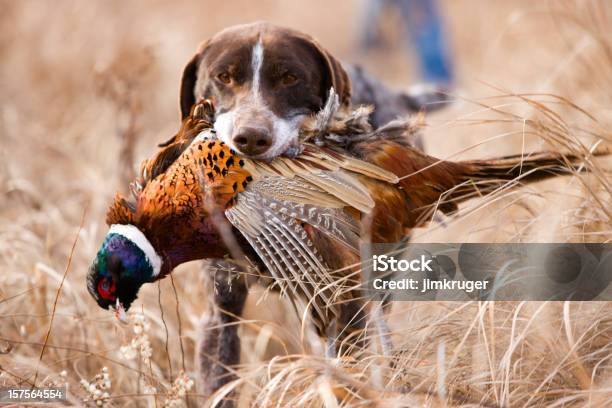 Foto de German Cabelo Curto Bird Cachorro E Ao Faisão e mais fotos de stock de Animais caçando - Animais caçando, Caça, Faisão - Ave de Caça