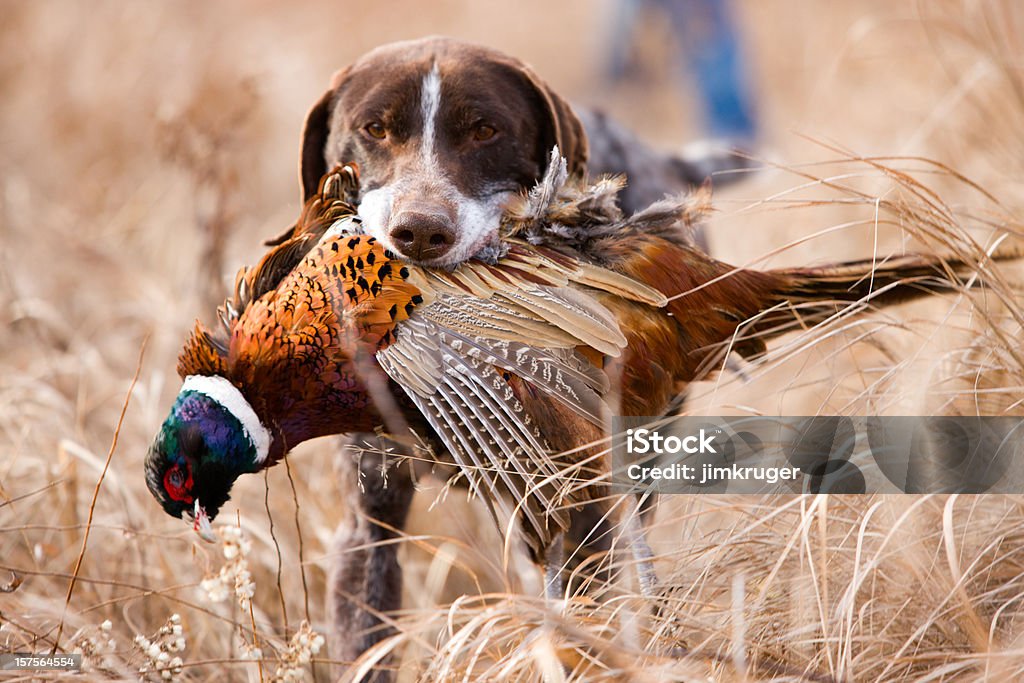 Немецкий короткие волосы птица собака с pheasant. - Стоковые фото Охота животных роялти-фри