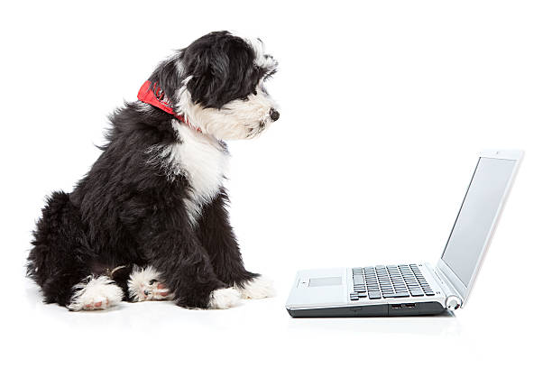 istock Tibetian terrier dog looking at a laptop 157564649