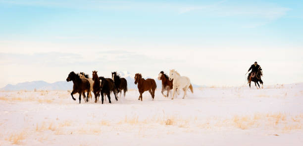 True to the spirit of the Wild West, a Winter Wild Horse Roundup.  Complete with  snowy desert plains and big Rocky Mountain Background. Eight Horses in view and and ninth being ridden by a cowboy driving the horses across the plains.  Copy Space. 