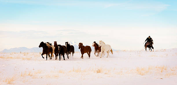 Iconic Wild  Horse Roundup In Winter Months stock photo