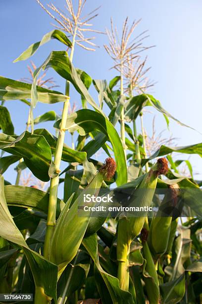 Pole Kukurydzy - zdjęcia stockowe i więcej obrazów Kukurydza - Zea - Kukurydza - Zea, Pole, Bez ludzi