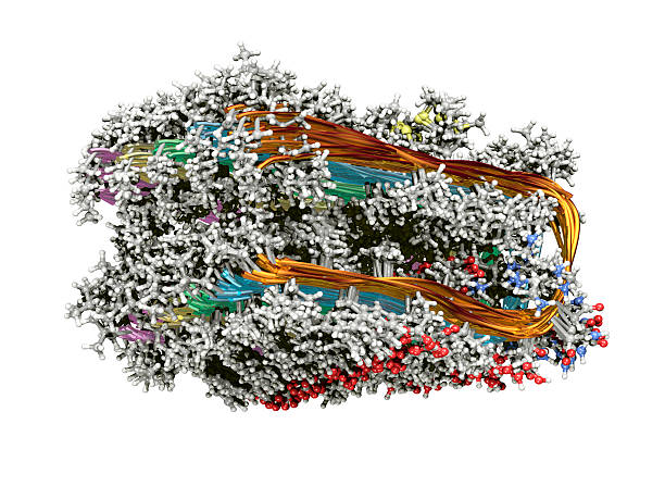 alzheimer's protein fibril - amyloid bildbanksfoton och bilder