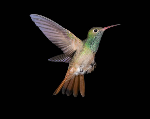 istock Buff-bellied Hummingbird flying up 157564925