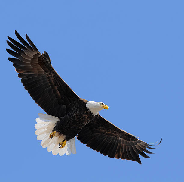 istock Proud American Bald Eagle Flying in Blue Sky, Leadership, Freedom 157564981