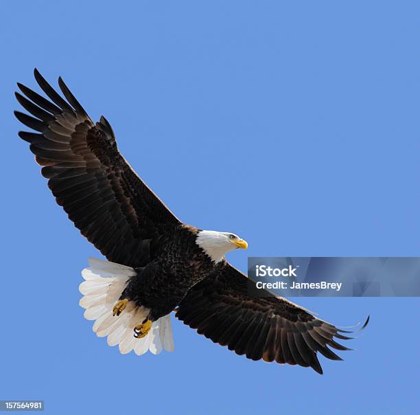 Proud American Bald Eagle Flying In Blue Sky Leadership Freedom Stock Photo - Download Image Now