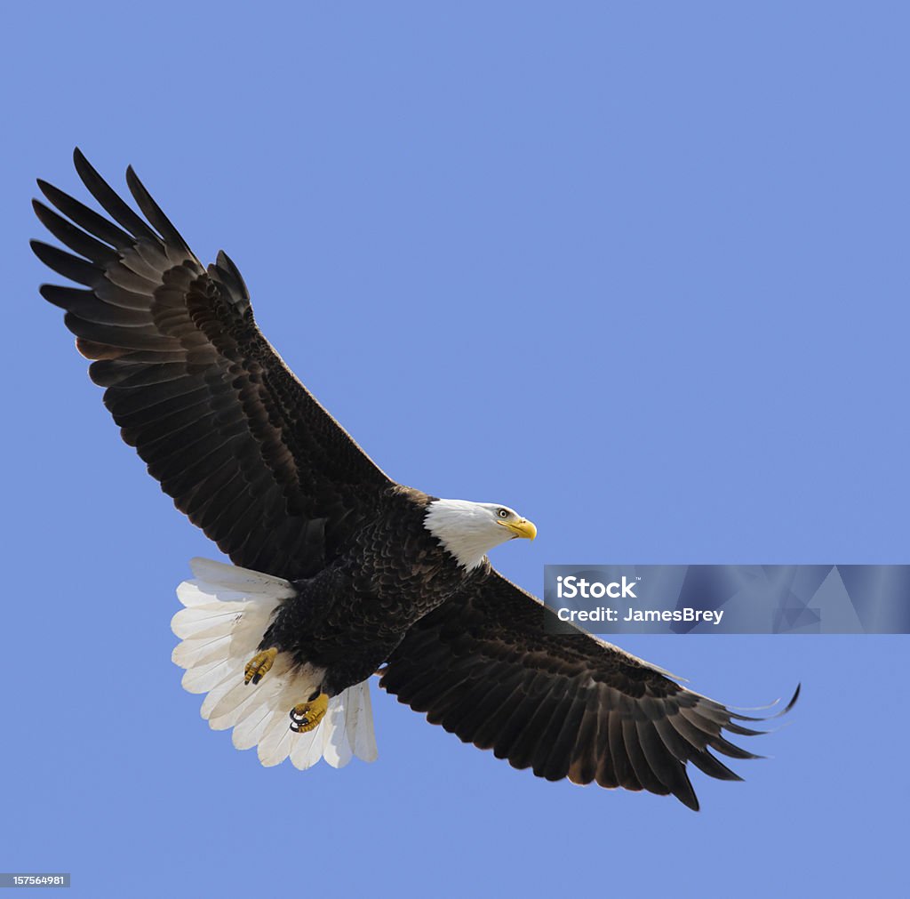 Dumny amerykański Bielik amerykański latający na niebieski niebo, przywództwo, Freedom - Zbiór zdjęć royalty-free (Bielik amerykański)