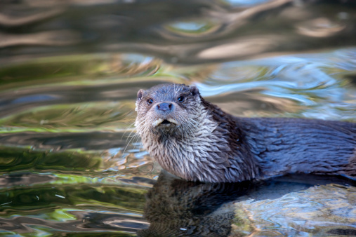 The European Otter (Lutra lutra), also known as the Eurasian otter, Eurasian river otter, common otter and Old World otter, is a European and Asian member of the Lutrinae or otter subfamily, and is typical of freshwater otters.