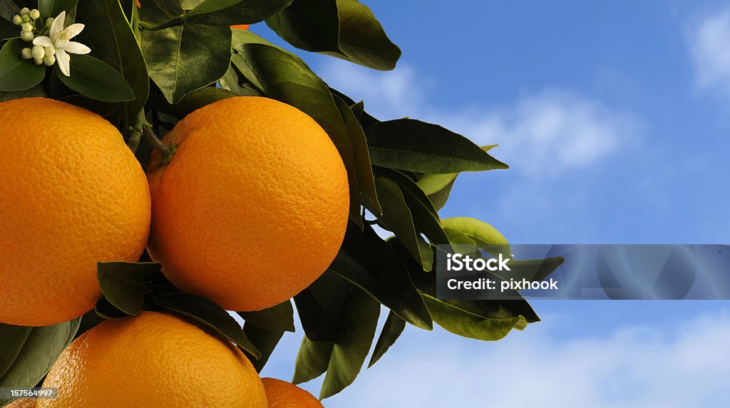 Oranges on Tree Ripe Naval Oranges and Orange Blossom on Tree ready for Picking, against a Blue Sky with Puffy White Cloud Background. Orange Tree Stock Photo