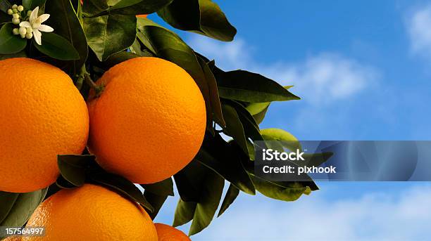 Oranges On Tree Stock Photo - Download Image Now - Orange Tree, Orange - Fruit, Close-up