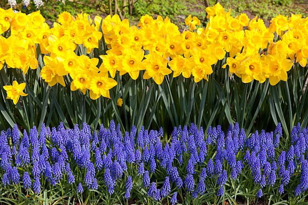 Daffodils and Grape Hyacinths in Garden Daffodils and Grape Hyacinths in Garden, Amsterdam grape hyacinth stock pictures, royalty-free photos & images