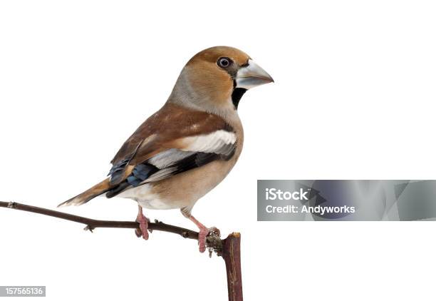 Hawfinch Stock Photo - Download Image Now - Hawfinch, Animal, Animal Body Part