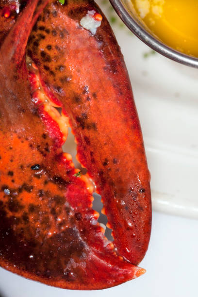 Lobster Claw and Melted Butter on a plate for dinner
