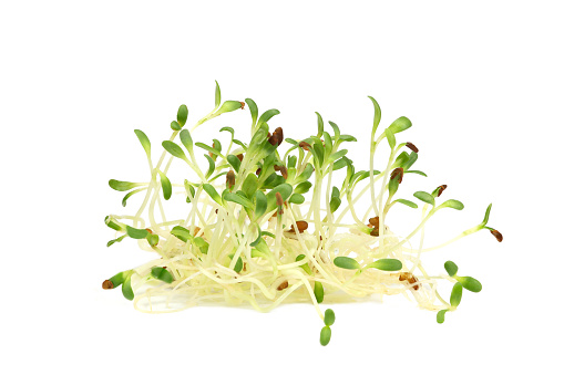 Hydroponic Daikon Microgreens or Kaiware Daikon Grown as Urban Houseplant with Blurry Skyscrapers in the Backdrop
