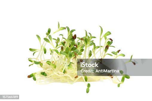 istock alfalfa (medicago sativa) or lucerne sprouts 157565189