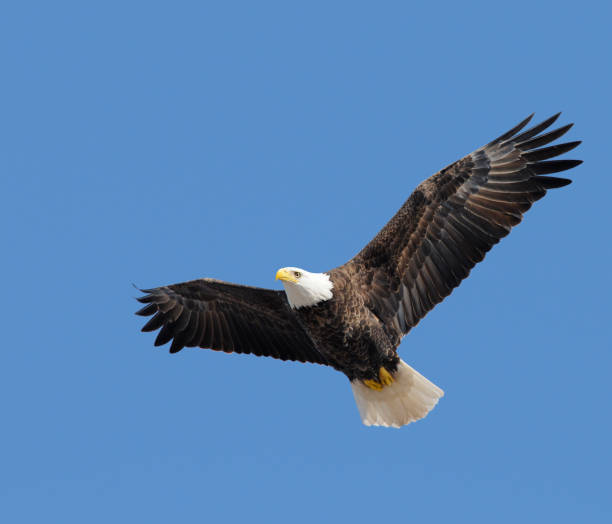 istock American Bald Eagle Flying Free in Blue Sky, Leadership, Freedom 157565304