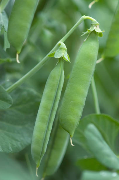 istock Pea Pods on the Vine 157565322
