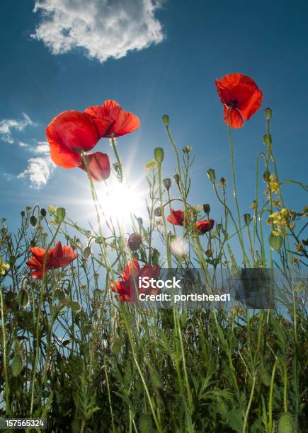 Field Of Poppies - カラー画像のストックフォトや画像を多数ご用意 - カラー画像, クローズアップ, ケシ