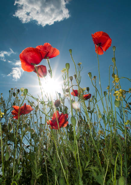 Field of poppies