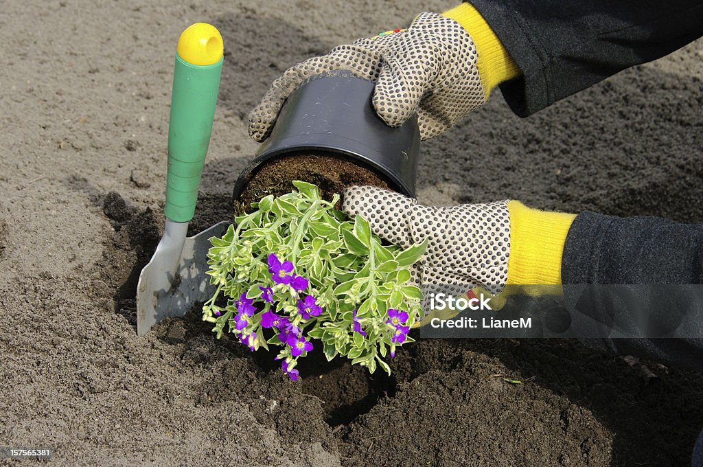 shrub Planter - Photo de Betterave libre de droits