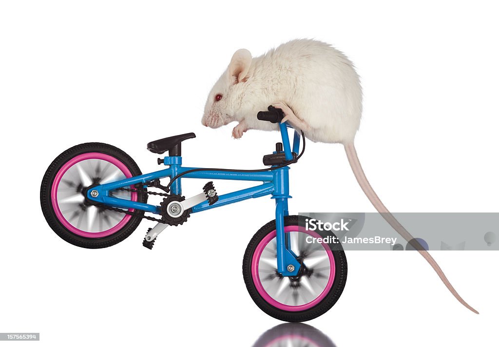 Daredevil branco do rato em pontas recurvadas Stunt Riding-bicicleta - Royalty-free Animal treinado Foto de stock