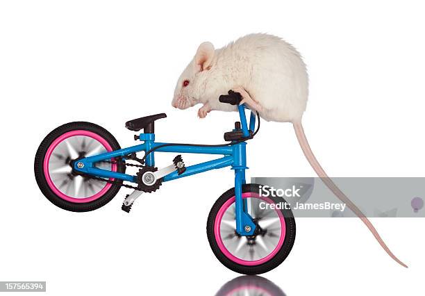 Daredevil Branco Do Rato Em Pontas Recurvadas Stunt Ridingbicicleta - Fotografias de stock e mais imagens de Animal treinado