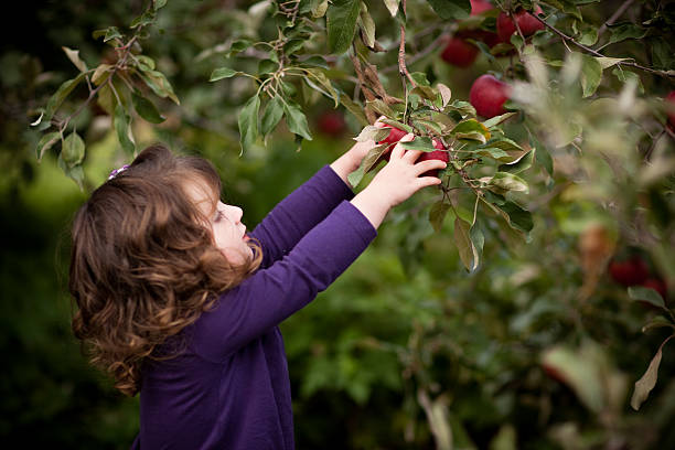 petite fille cueillir des pommes dans le verger de tree - apple orchard child apple fruit photos et images de collection