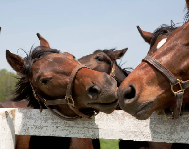 istock Thoroughbred Racehorses in Kentucky 157565512