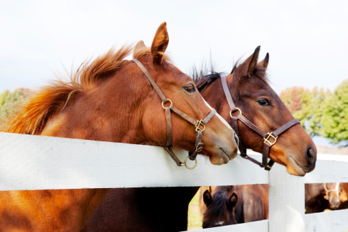 Thoroughbred Racehorses on Kentucky Farm