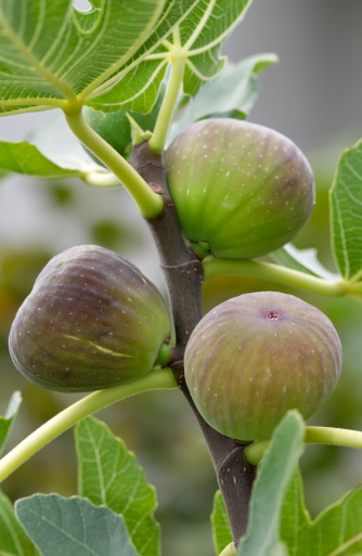 Figs ripening on the tree in summer
