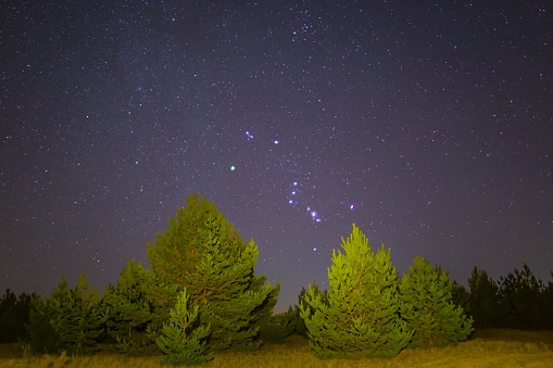 Orion constellation above fir tree forest at the night