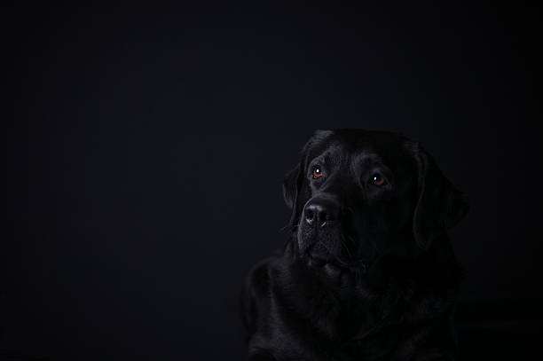 labrador retriever su sfondo nero - dog black labrador retriever animal nose foto e immagini stock