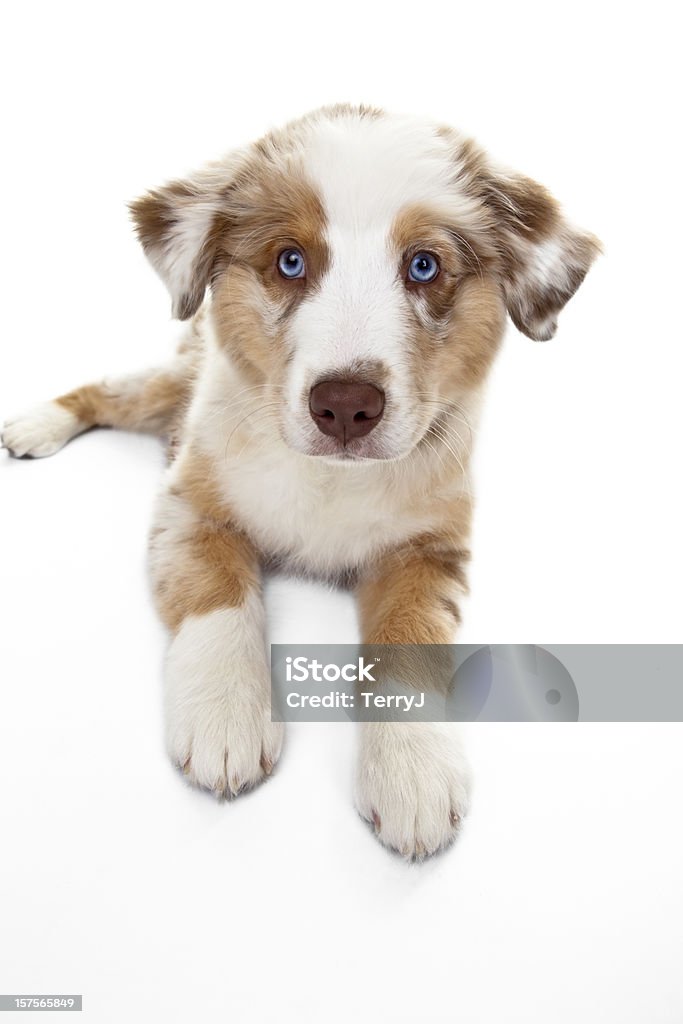Cão pastor australiano - Royalty-free Abandonado Foto de stock