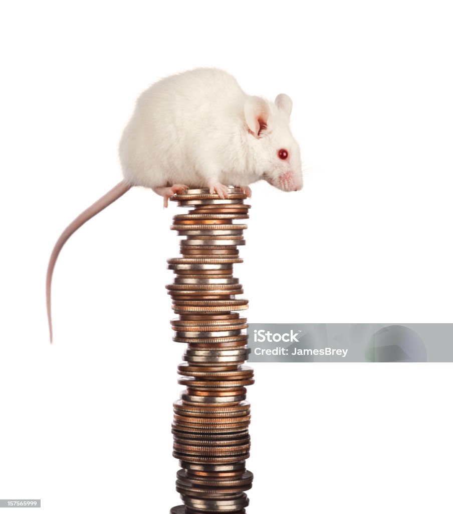 Chuột Trắng Nhỏ Tiết Kiệm Một Chồng Tiền Lớn Hình ảnh Sẵn có - Tải ...