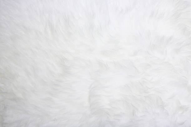 White Fur Stock Photo - Download Image Now - Textured Effect, White Color,  Textured - iStock