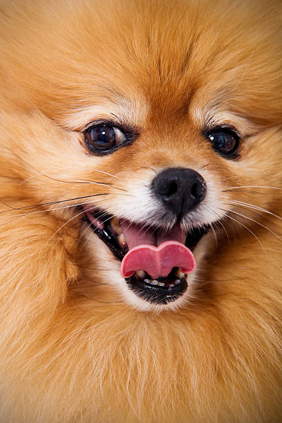Adoreable dog - Pomeranian up close stock photo