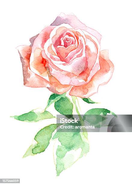 워터컬러 로즈 장미에 대한 스톡 벡터 아트 및 기타 이미지 - 장미, 수채화, 분홍