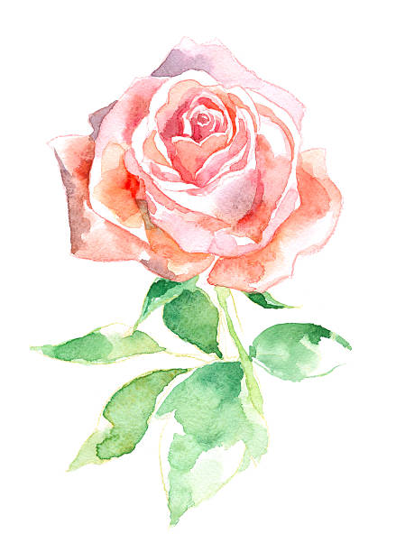 Watercolor Rose  decoupage stock illustrations