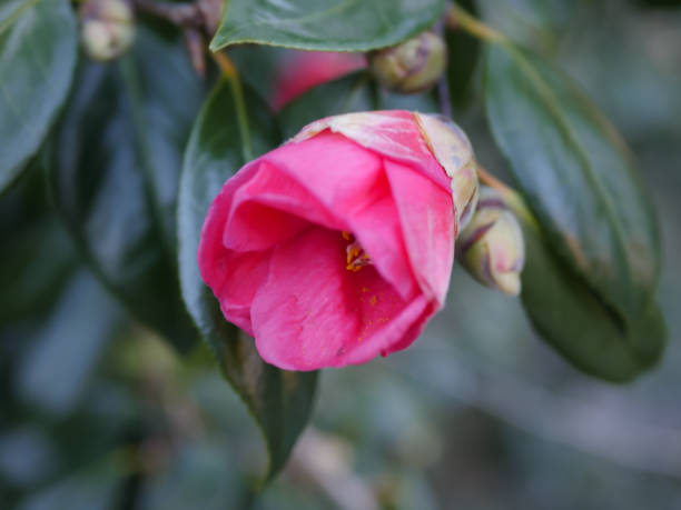 istock Camellia that flowers in winter. 1575660916